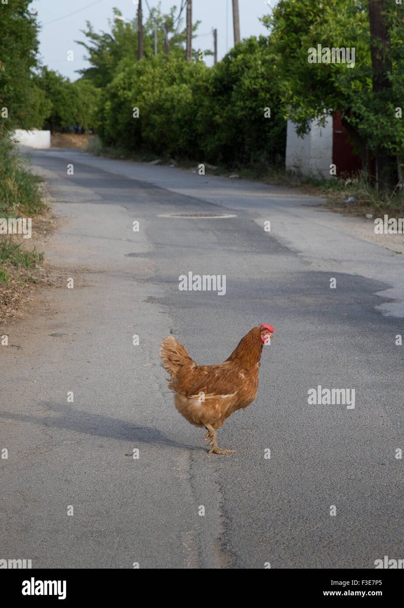 Descubre las emocionantes apuestas en el famoso Juego de Ruta del Pollo en in Spain