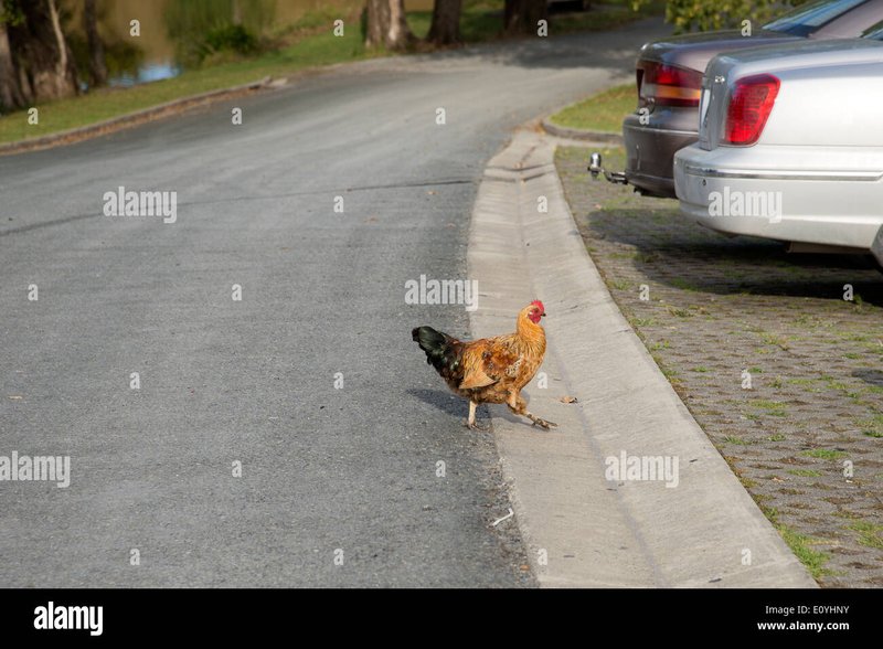 Spain - jugar chicken road